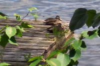 Ducks on the dock
